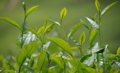 如何檢測茶葉中的農(nóng)藥殘留？