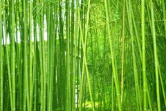 植物株高要如何測量？